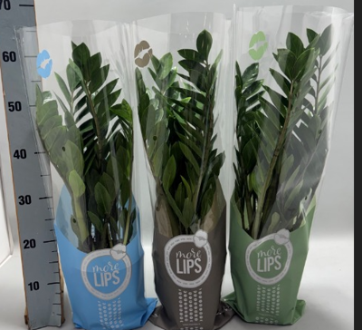 Planta naturala Zamioculcas zamiifolia H60 cm PS17 cm in pamant
