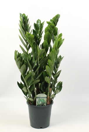 Planta naturala Zamioculcas zamiifolia H65 cm PS17 cm in pamant