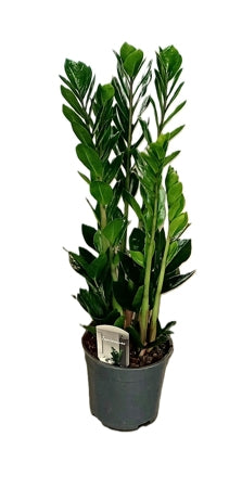 Planta naturala Zamioculcas zamiifolia H70 cm PS19 cm in pamant
