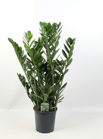 Planta naturala Zamioculcas zamiifolia H80 cm PS21 cm in pamant