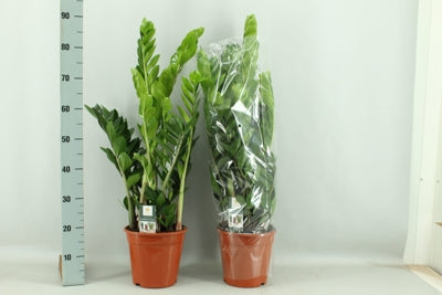 Planta naturala Zamioculcas zamiifolia H85 cm PS21 cm in pamant