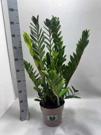 Planta naturala Zamioculcas zamiifolia H90 cm PS23 cm in pamant