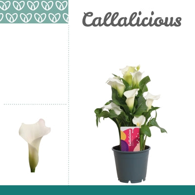 Planta naturala Zantedeschia 'Captain Fresco' H40 cm PS14 cm in pamant