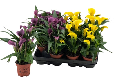 Planta naturala Zantedeschia mixed H20 cm PS9 cm in pamant