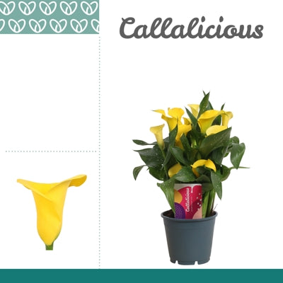 Planta naturala Zantedeschia 'Sunclub' H40 cm PS14 cm in pamant