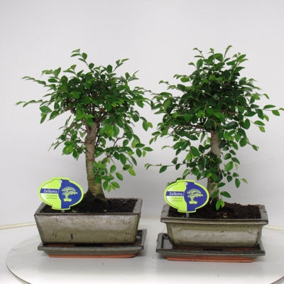 Planta naturala Zelkova sp. Bonsai H30 cm PS20 cm in pamant