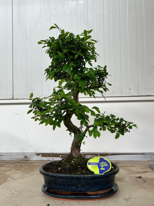 Planta naturala Zelkova sp. Bonsai H50 cm PS32 cm in pamant