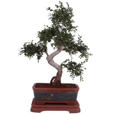 Planta naturala Zelkova sp. Bonsai H65 cm PS40 cm in pamant
