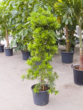Podocarpus macrophyllus 160 cm