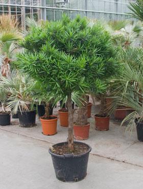 Podocarpus macrophyllus 190 cm