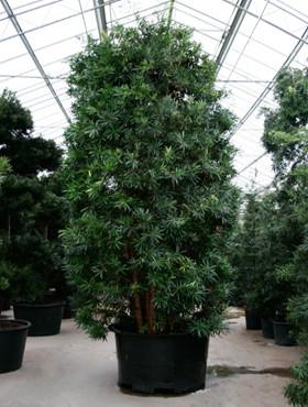 Podocarpus macrophyllus 385 cm