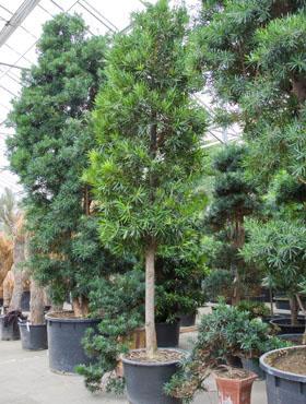 Podocarpus macrophyllus 450 cm