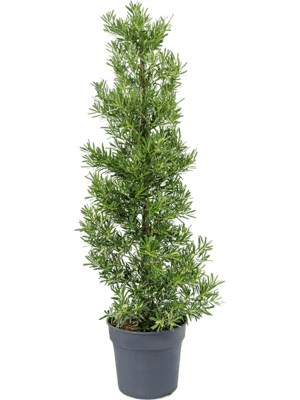 Podocarpus macrophyllus D50xH160 cm