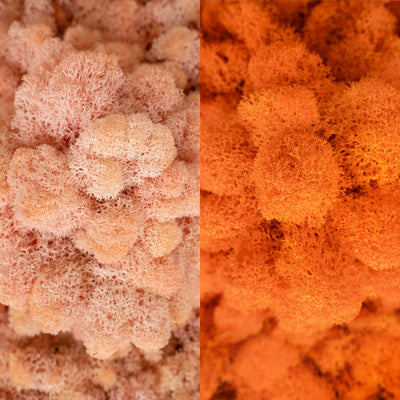 Licheni curatati si fara radacina in 2 culori 500g NET, calitate ULTRA PREMIUM, peach fuzz RR31P cu