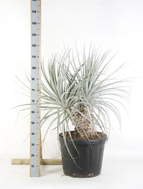 Puya coerulea 120 cm