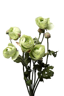 Ranunculus artificial verde H60 cm HO