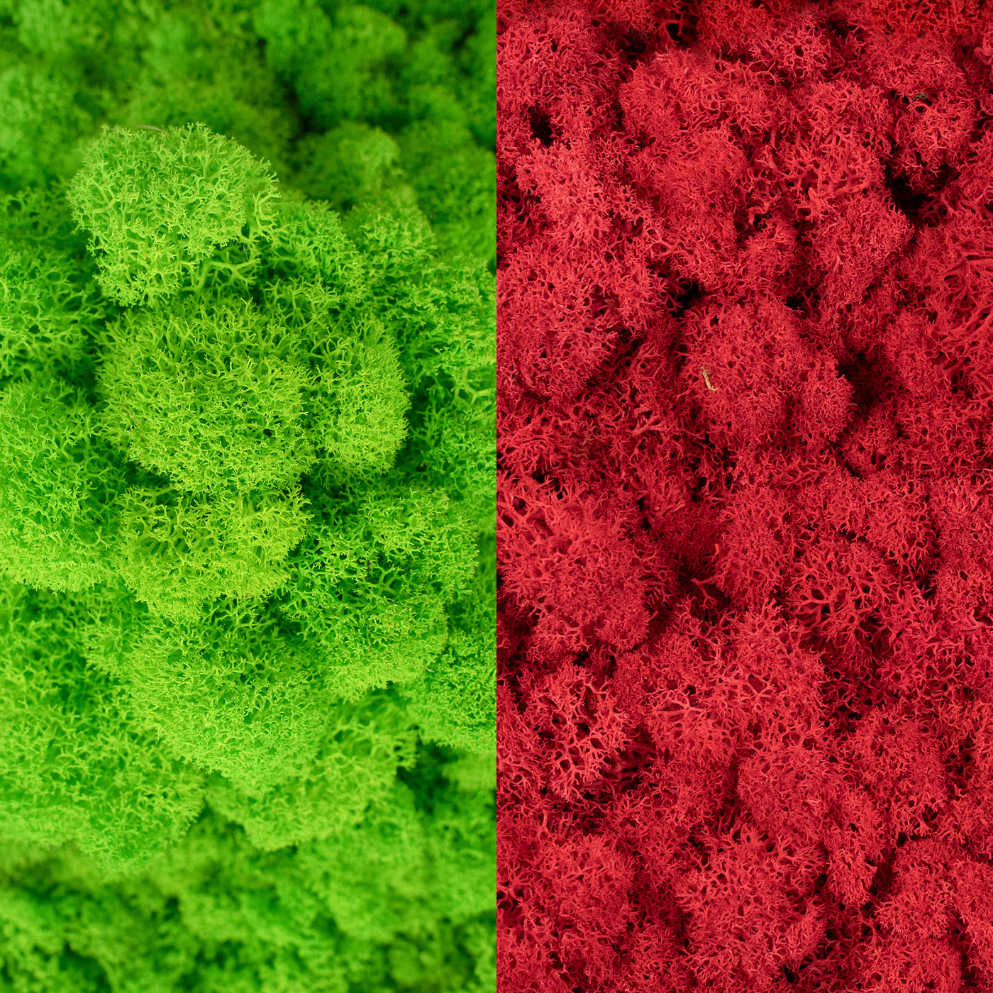 Licheni curatati si fara radacina in 2 culori 500g NET, calitate ULTRA PREMIUM, verde intens RR03 cu
