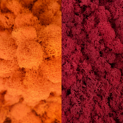 Licheni curatati si fara radacina in 2 culori 500g NET, calitate ULTRA PREMIUM, portocaliu carrot RR41 cu