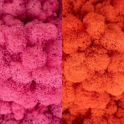 Licheni curatati si fara radacina in 2 culori 500g NET, calitate ULTRA PREMIUM, roz barbie RR49 cu