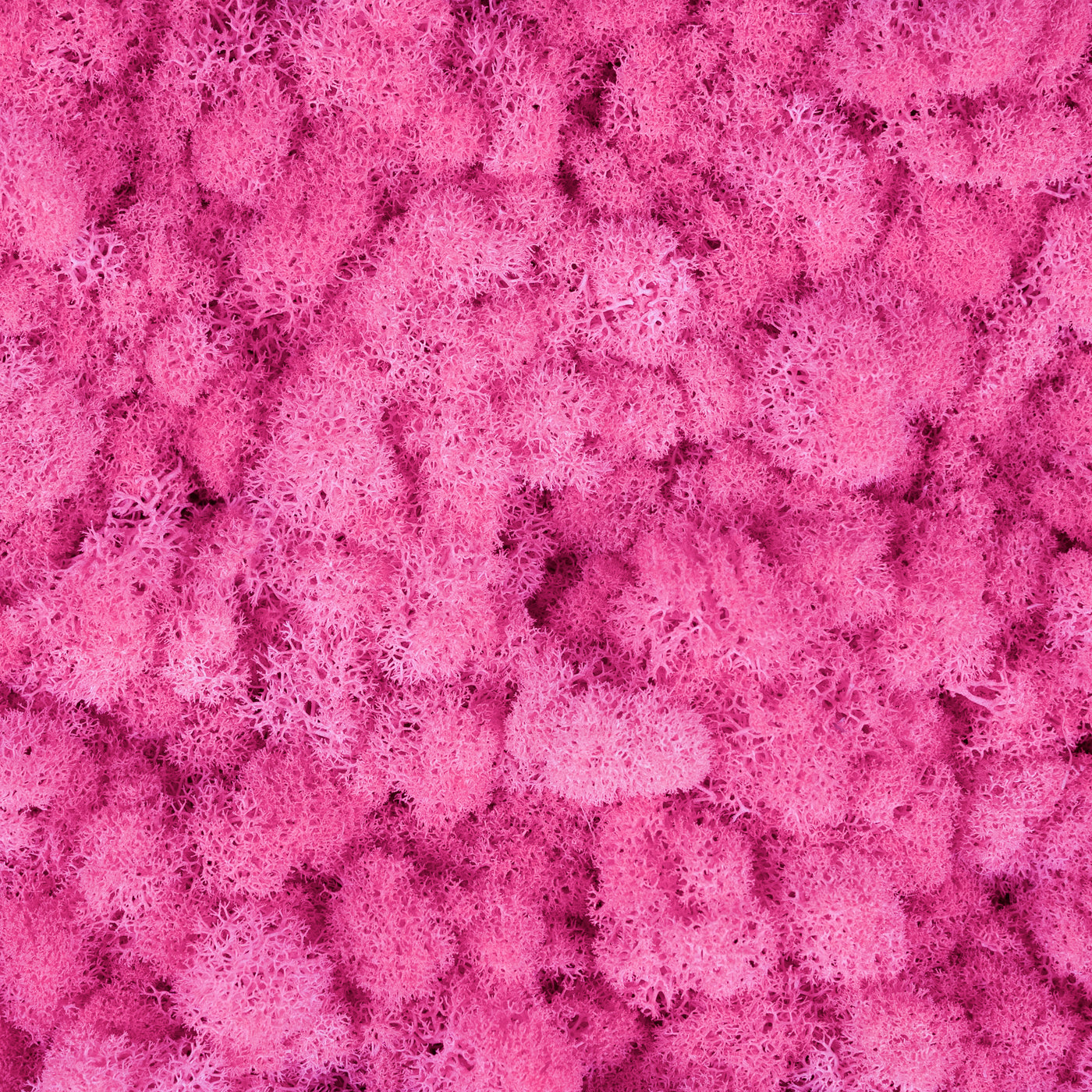 Licheni curatati si fara radacina conservati 500g NET, calitate ULTRA PREMIUM, roz bombon RR27 new
