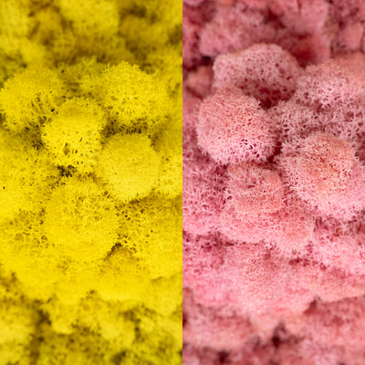 Licheni curatati si fara radacina in 2 culori 500g NET, calitate ULTRA PREMIUM, galben lemon tonic RR39 cu