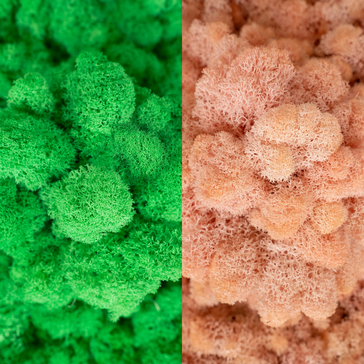 Licheni curatati si fara radacina in 2 culori 500g NET, calitate ULTRA PREMIUM, verde island RR36 cu