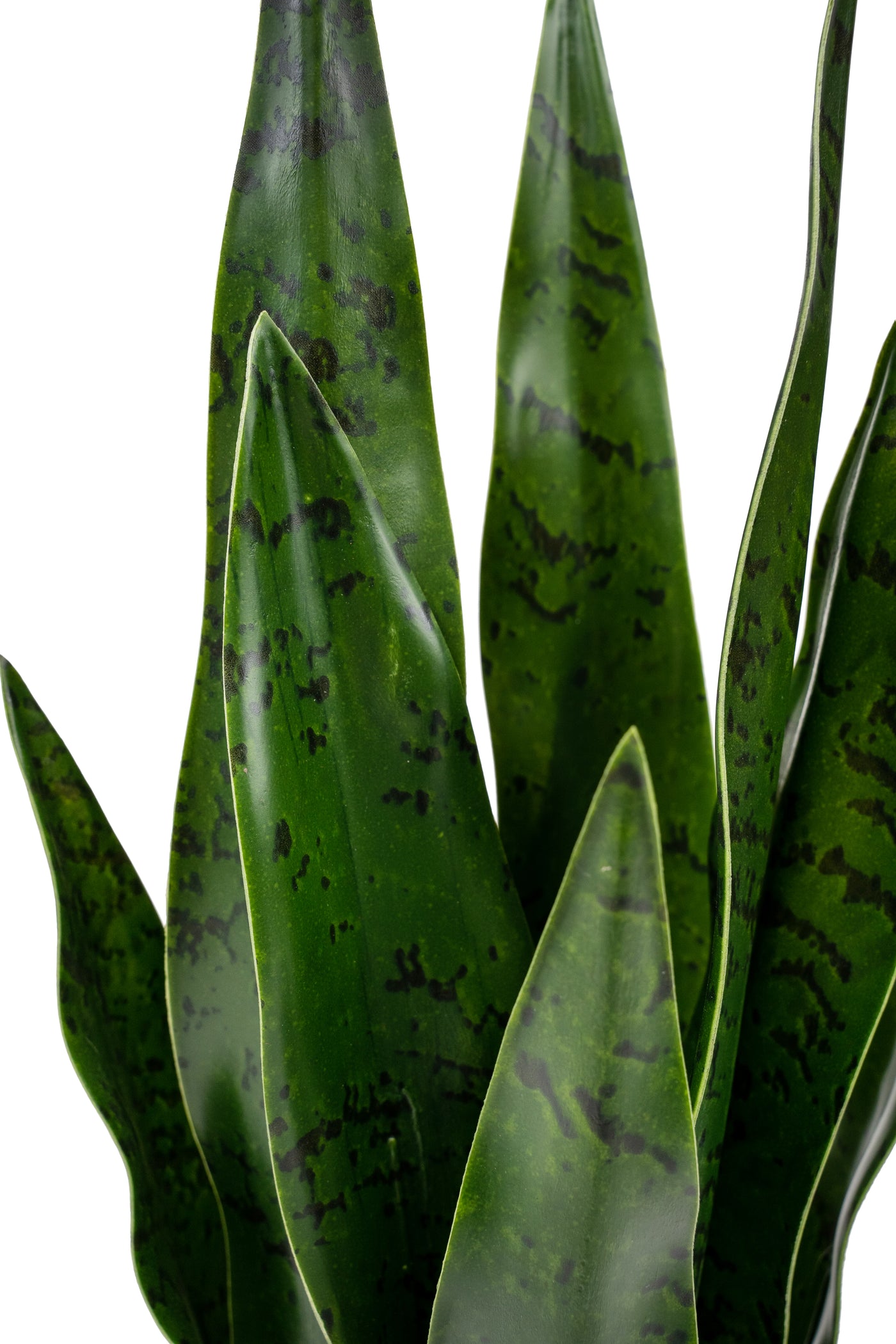 Sansevieria artificiala coral black cu 16 frunze H50 cm