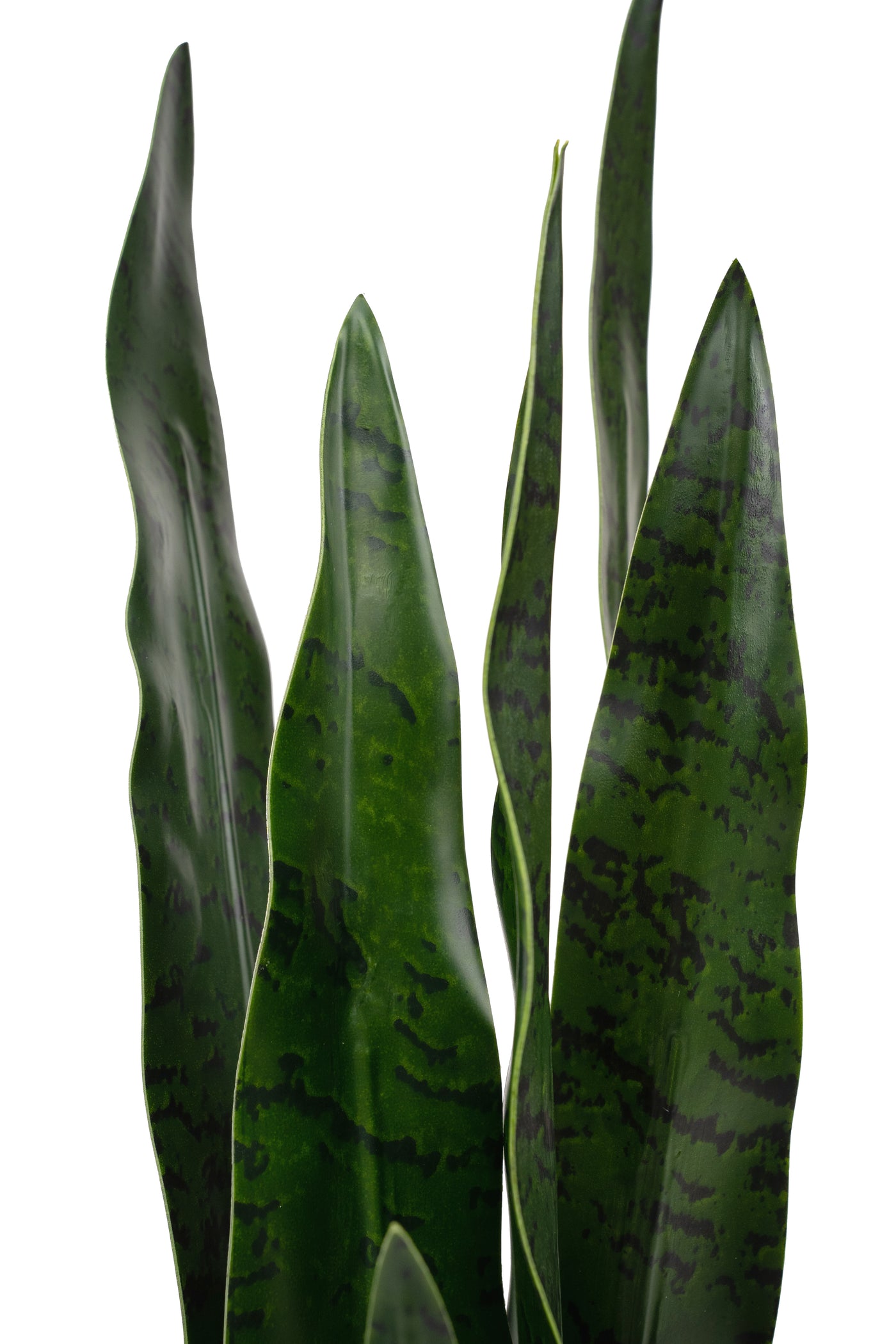 Sansevieria artificiala laurentii coral Black cu 20 frunze H80cm