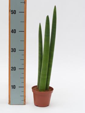 Sansevieria cylindrica 50 cm