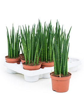 Sansevieria mikado D15xH30 cm