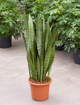 Sansevieria zeylanica 85 cm