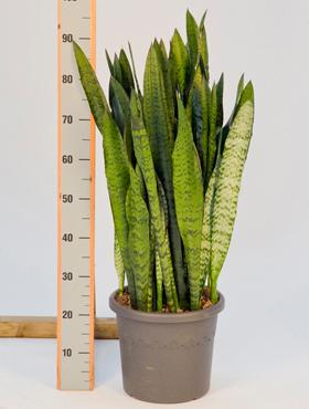 Sansevieria zeylanica 90 cm