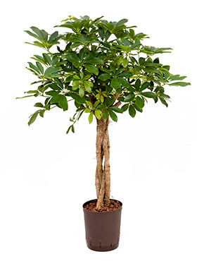 Schefflera arboricola 95 cm