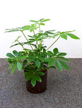Schefflera arboricola D15xH30 cm