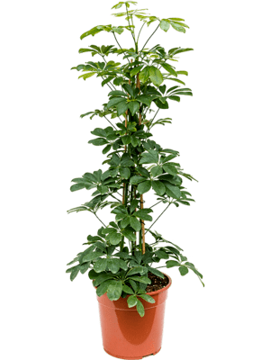 Schefflera arboricola D50xH125 cm