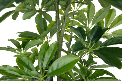 Planta artificiala H90cm Schefflera arboricola cu 591 frunze