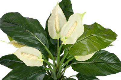 Spathiphyllum artificial cu flori albe De Luxe H73 cm