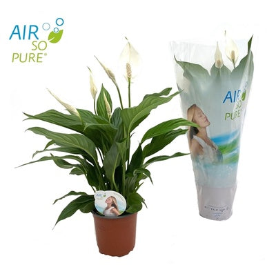 Spathiphyllum Sweet Silvio D35xH65 cm