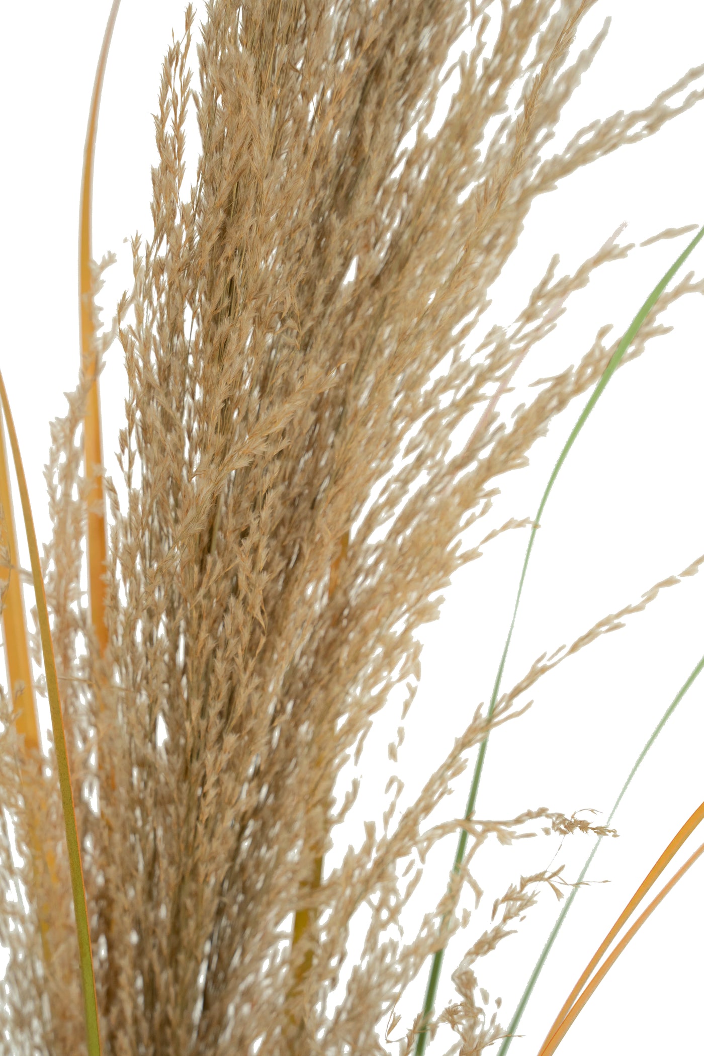 Spic iarba artificiala 110 cm cu 1 floare naturala de pampas bej