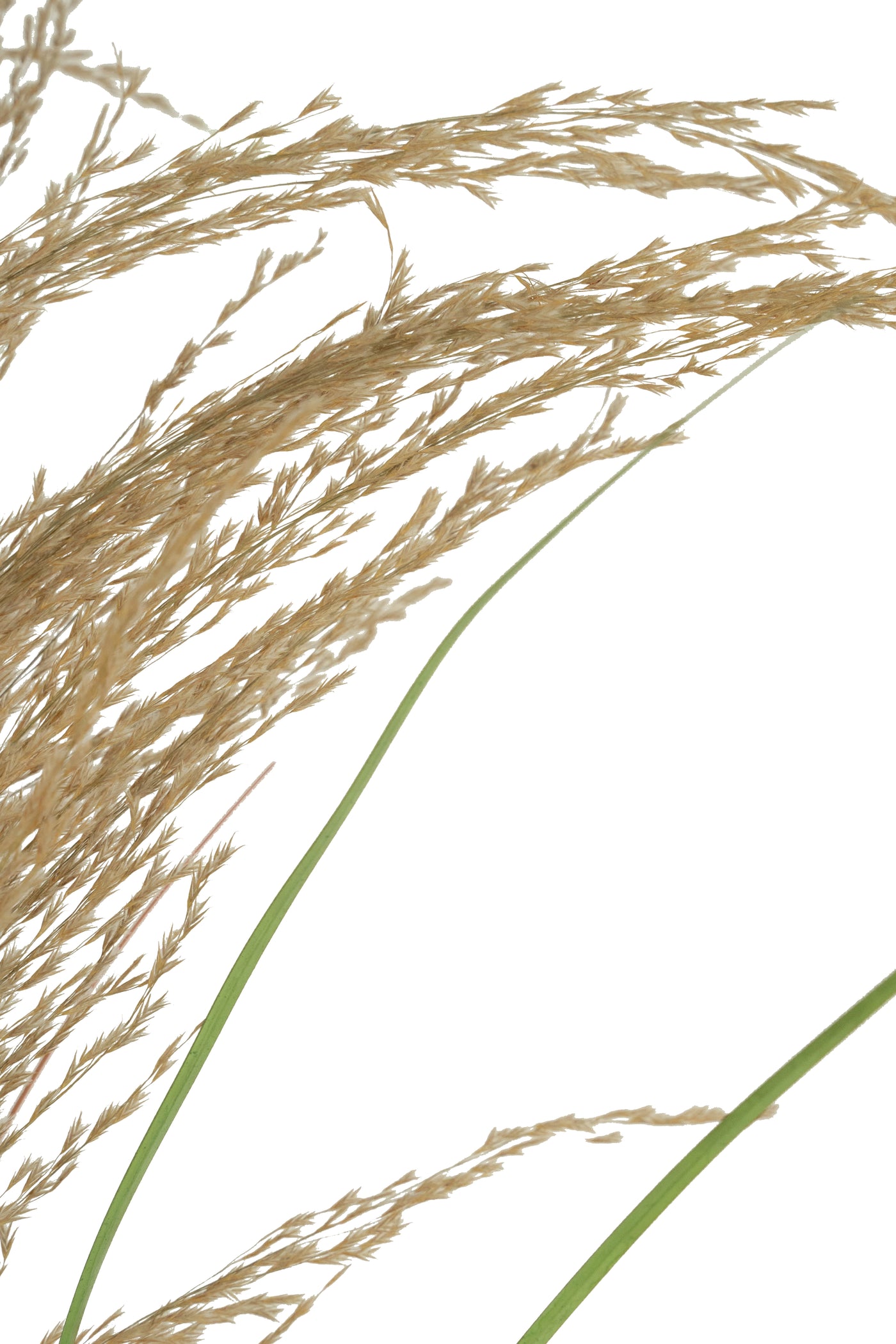 Spic iarba artificiala 110 cm cu 1 floare naturala de pampas bej