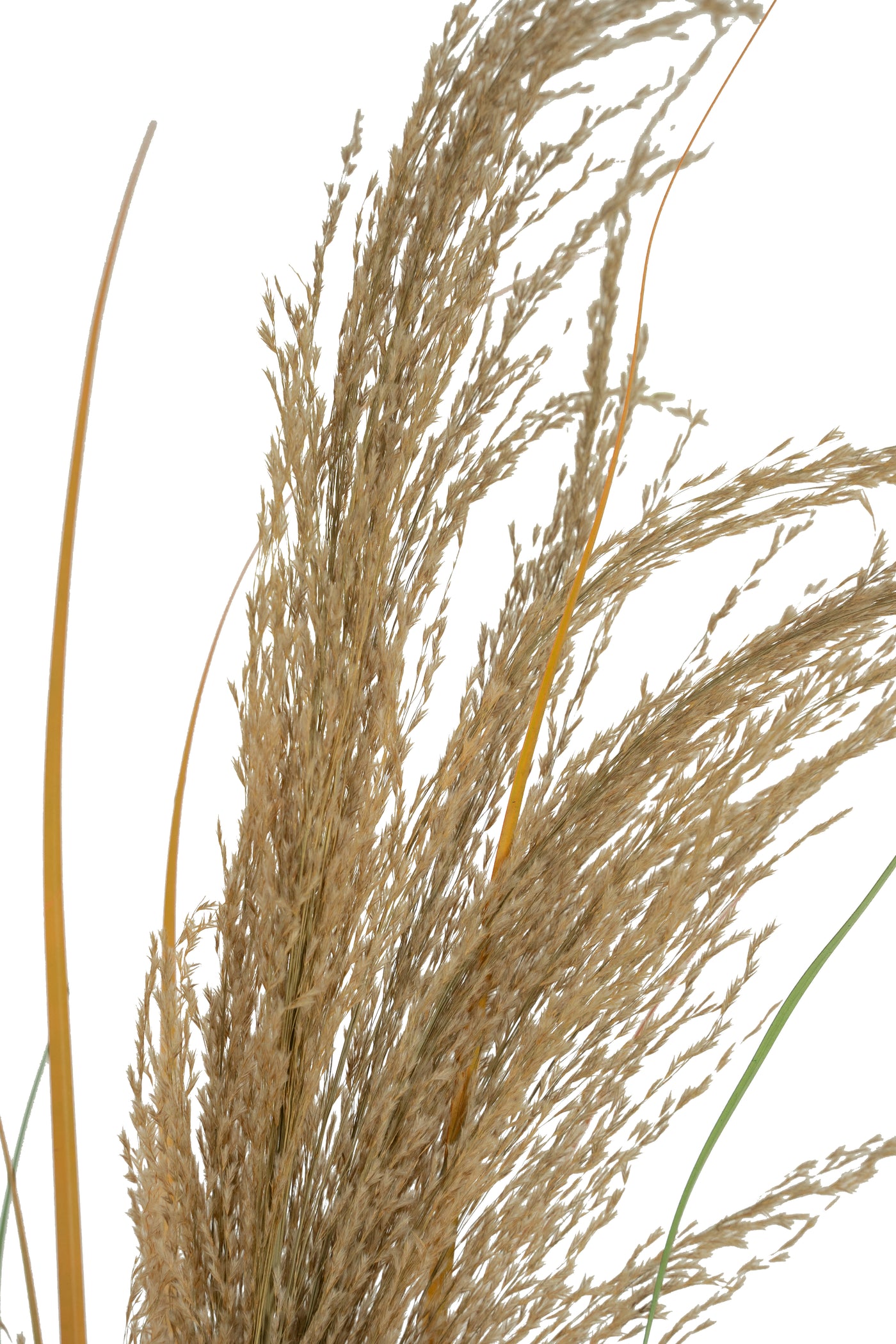 Spic iarba artificiala 110 cm cu 1 floare naturala de pampas bej