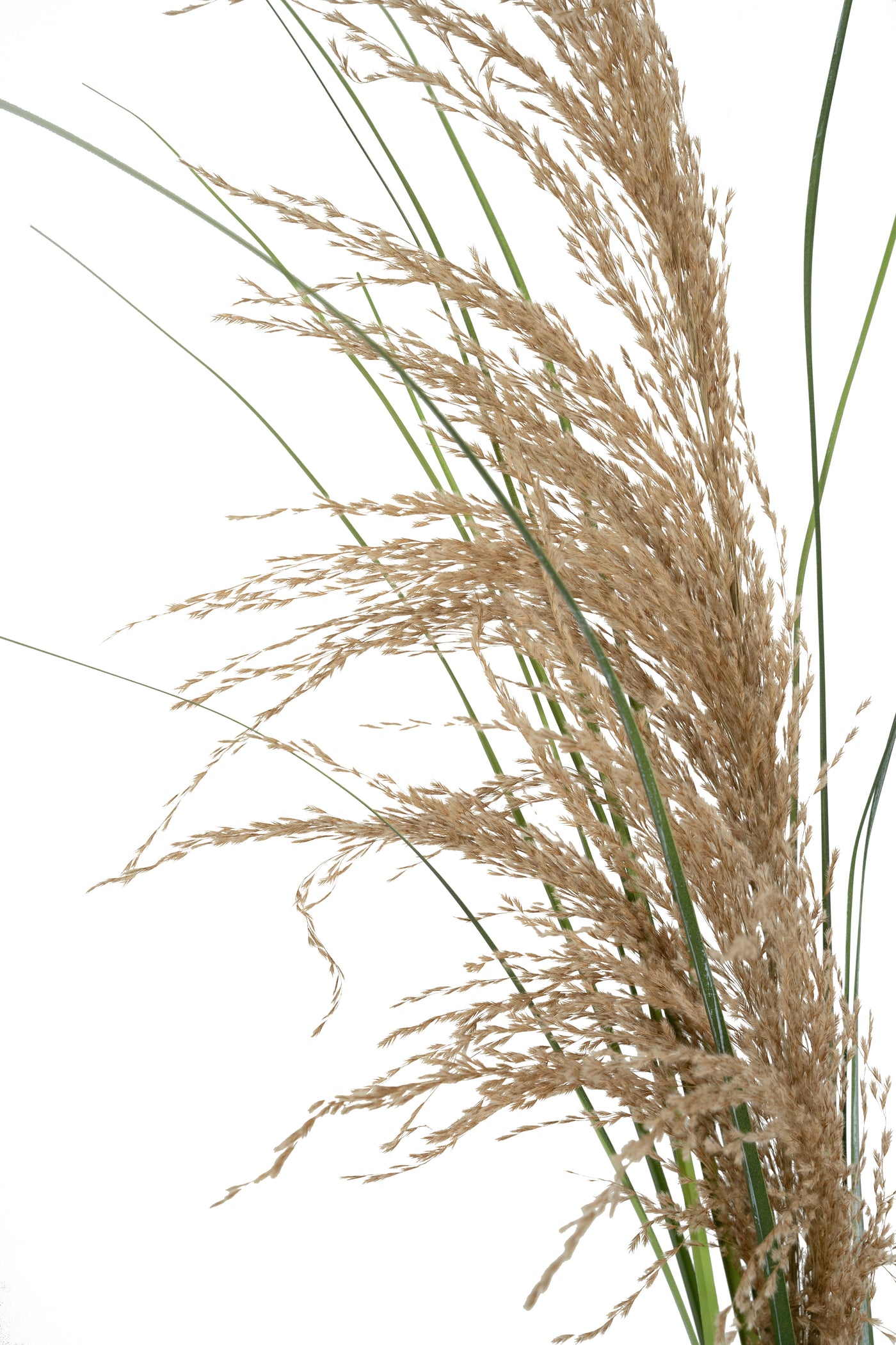 Spic iarba artificiala 110 cm cu 1 floare naturala de pampas bej deschis