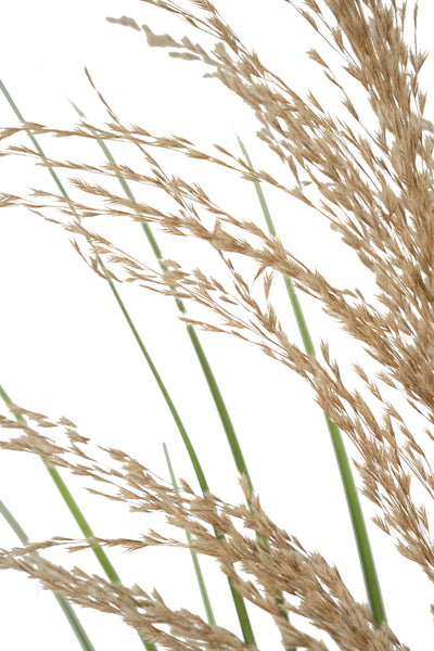 Spic iarba artificiala 110 cm cu 1 floare naturala de pampas bej deschis