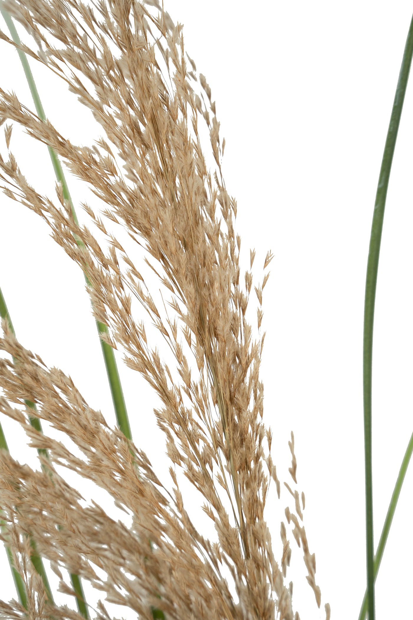 Spic iarba artificiala 110 cm cu 1 floare naturala de pampas bej deschis