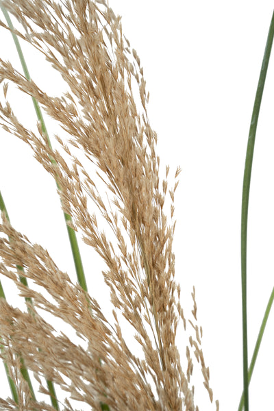 Spic iarba artificiala 110 cm cu 1 floare naturala de pampas bej deschis