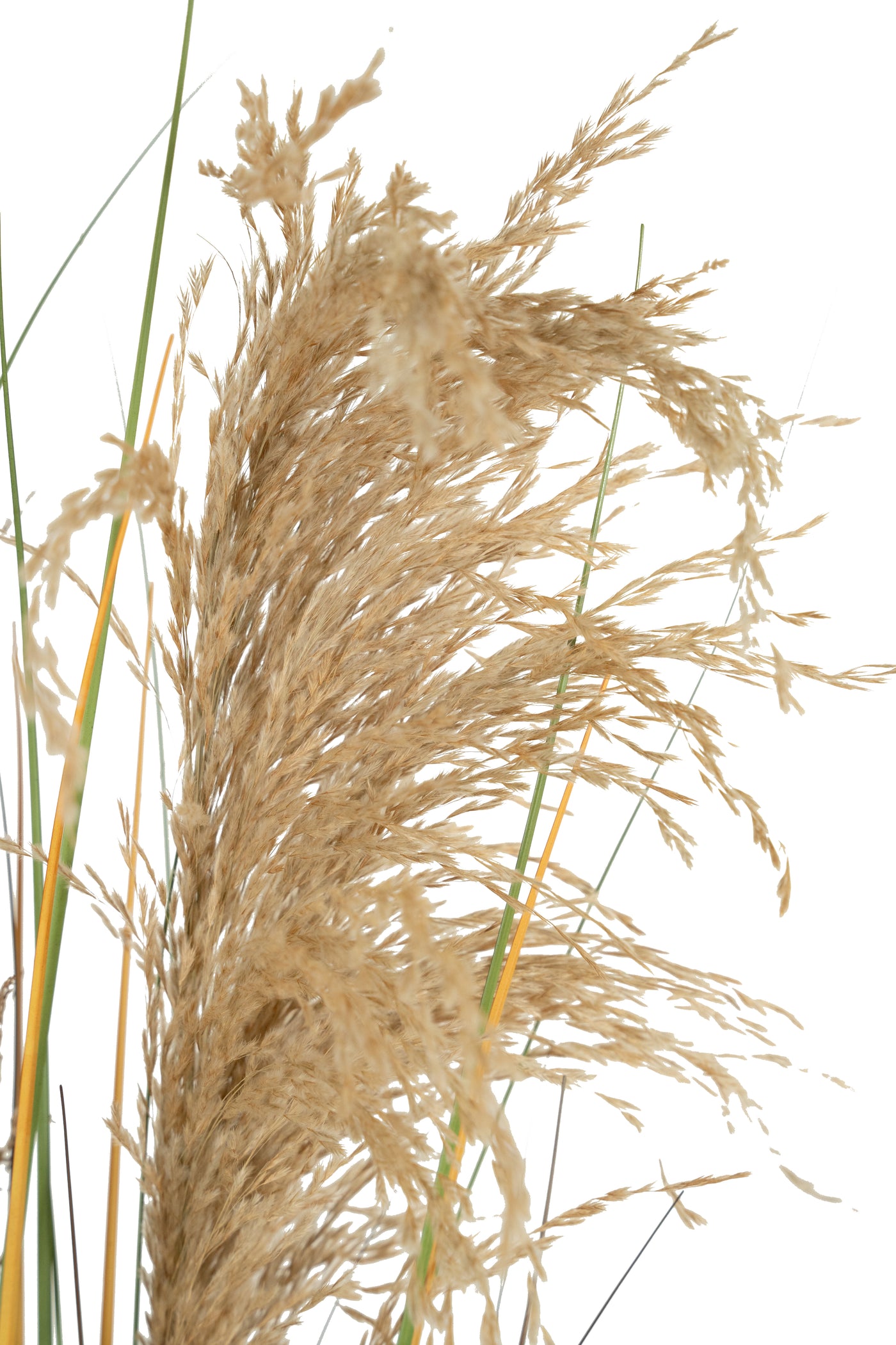 Spic iarba artificiala 120 cm cu 3 flori naturala de pampas bej