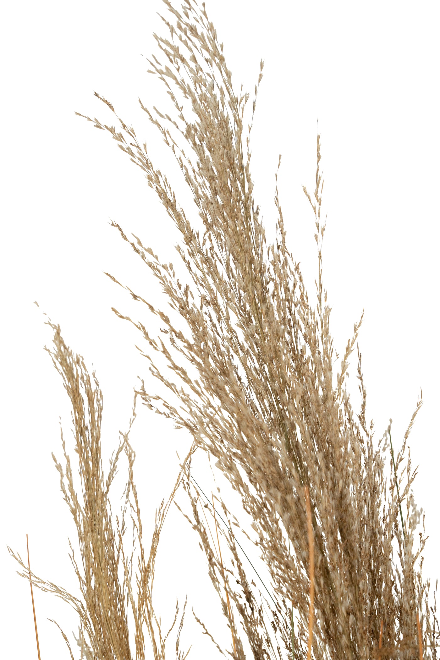 Spic iarba artificiala 120 cm cu 3 flori naturala de pampas bej