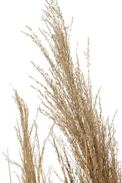 Spic iarba artificiala 120 cm cu 3 flori naturala de pampas bej