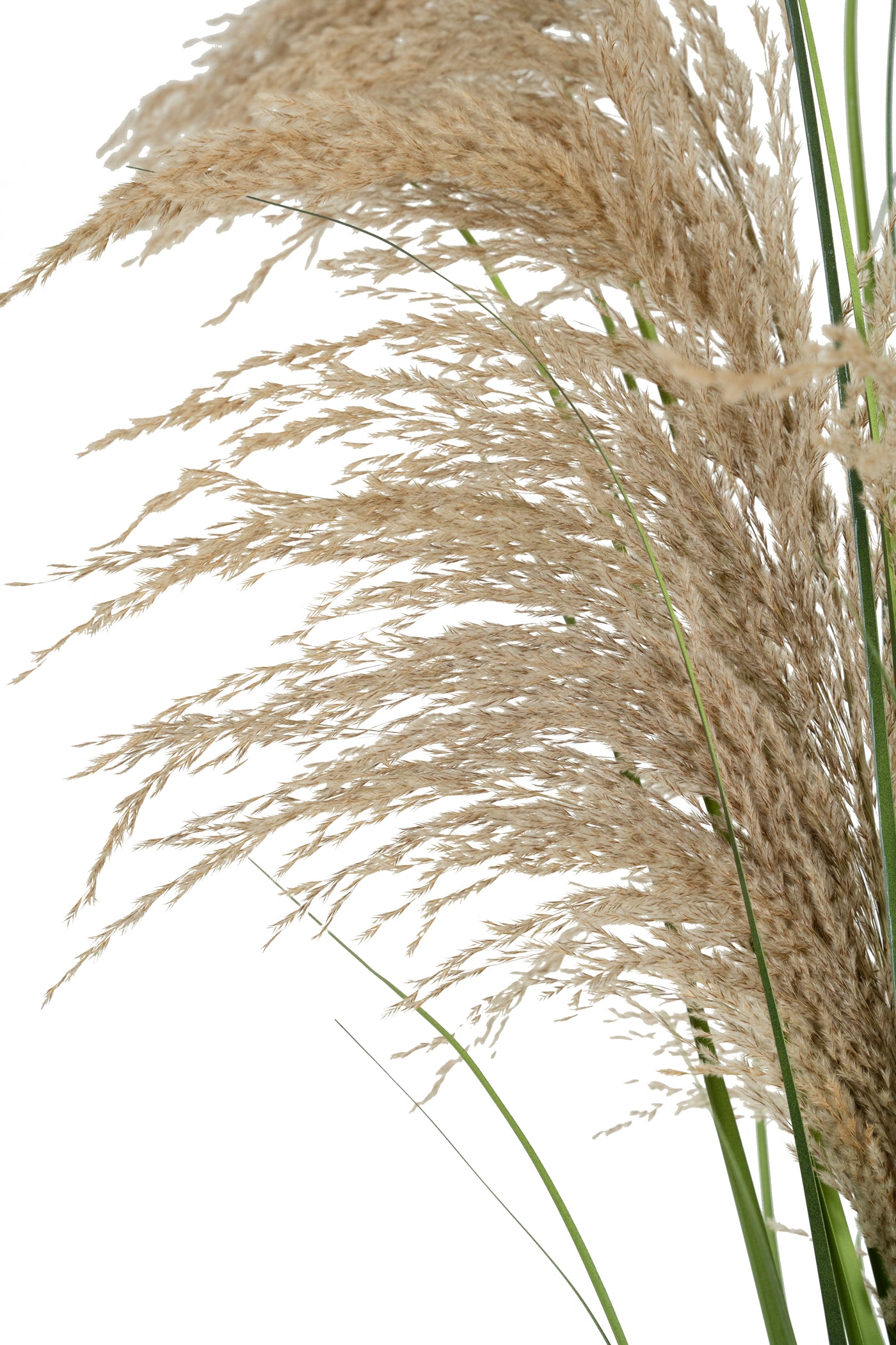 Spic iarba artificiala 140 cm cu 1 floare naturala de pampas bej deschis