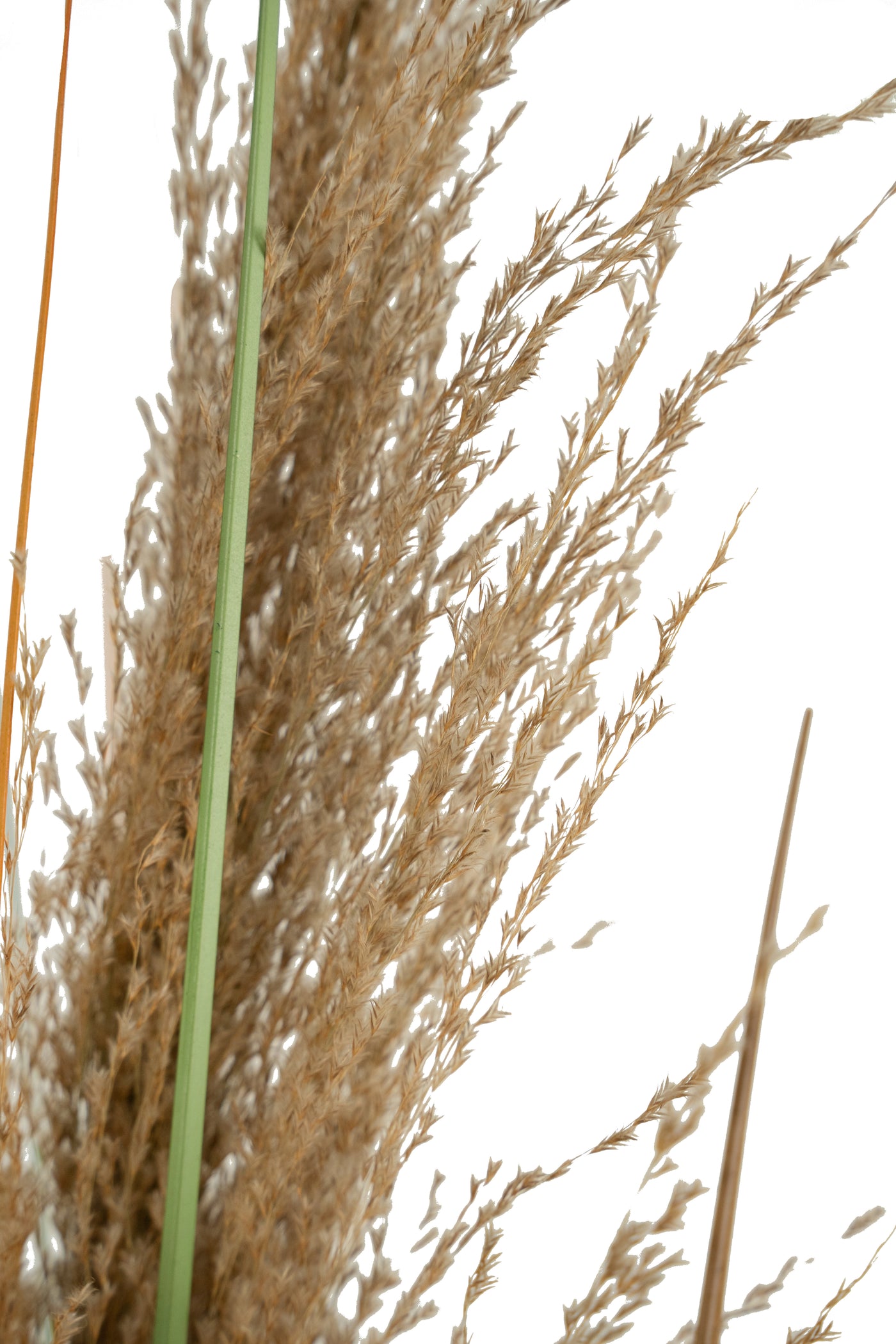 Spic iarba artificiala 180 cm cu 1 floare naturala de pampas bej